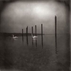 Om - Conference Of The Birds  CD
